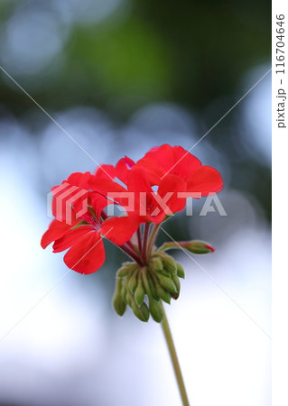 赤いアイビーゼラニウムのの花 赤いアイビーゼラニウムのの花 116704646