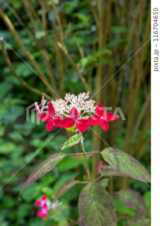 美しい赤いガクアジサイの花のクローズアップ 116704650