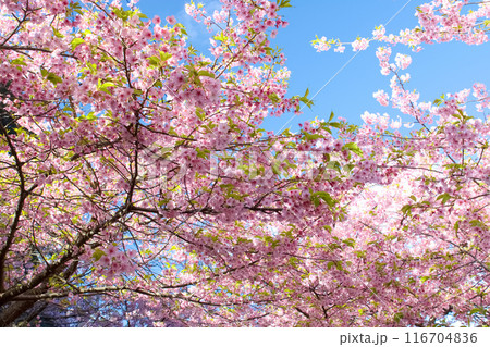 青空と満開の河津桜 116704836