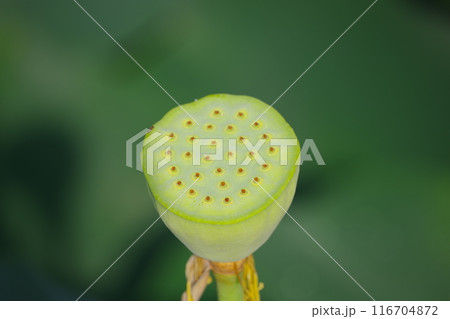 枯れた蓮の花 枯れた蓮の花 116704872