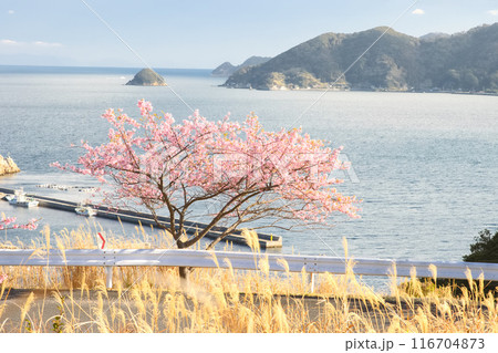 海沿いに咲いている河津桜 116704873