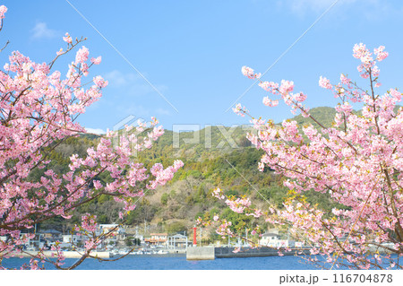 漁港近くに咲く河津桜 漁港近くに咲く河津桜 116704878