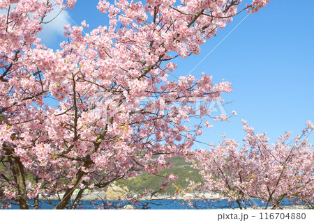 海辺に咲く河津桜 116704880
