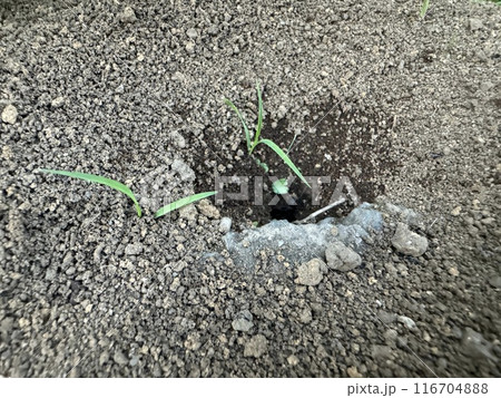 蟻の巣/The ants 116704888