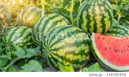 Watermelon field. 116705428