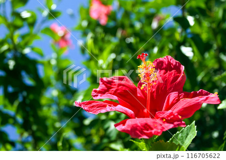 沖縄の青い空と赤いハイビスカス 沖縄の青い空と赤いハイビスカス 116705622