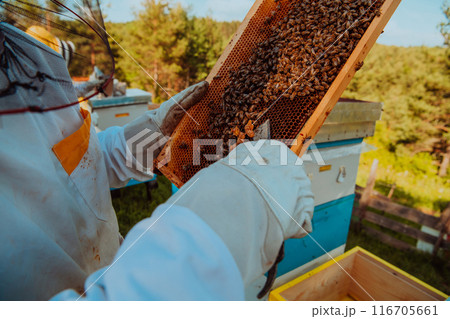 Beekeeper checking honey on the beehive frame in the field. Small business owner on apiary. Natural healthy food produceris working with bees and beehives on the apiary. 116705661