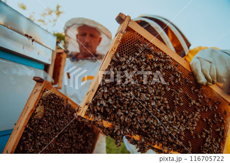 Beekeepers checking honey on the beehive frame in the field. Small business owners on apiary. Natural healthy food produceris working with bees and beehives on the apiary. Beekeepers checking honey on the beehive frame in the field. Small business owners on apiary. Natural healthy food produceris working with bees and beehives on the apiary. 116705722