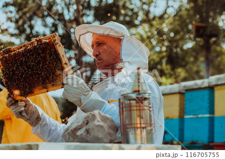 Beekeeper checking honey on the beehive frame in the field. Beekeeper on apiary. Beekeeper is working with bees and beehives on the apiary. 116705755