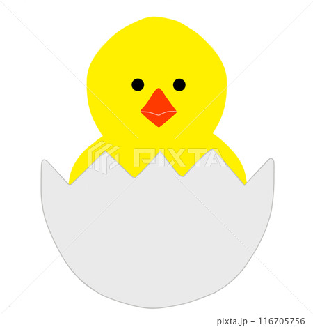 可愛いひよこ 可愛いひよこ 116705756