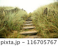 path to the beach 116705767