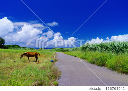 沖縄県小浜島 夏空と馬と道 沖縄県小浜島 夏空と馬と道 116705942