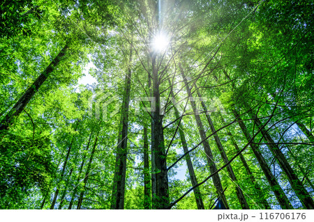 神奈川県川崎市の風景 生田緑地 メタセコイア林 神奈川県川崎市の風景 生田緑地 メタセコイア林 116706176