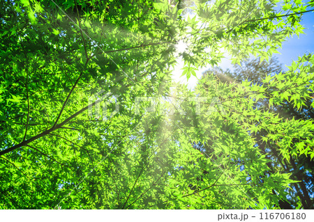 春の生田緑地 新緑イメージ 春の生田緑地 新緑イメージ 116706180