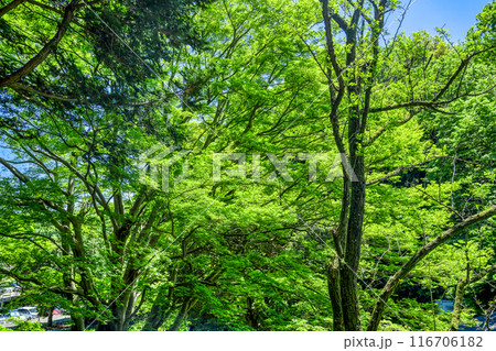 春の生田緑地　新緑イメージ 116706182