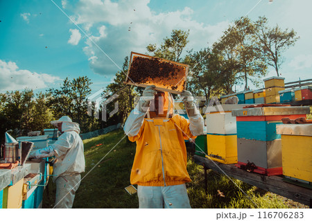 Beekeepers checking honey on the beehive frame in the field. Small business owners on apiary. Natural healthy food produceris working with bees and beehives on the apiary. 116706283