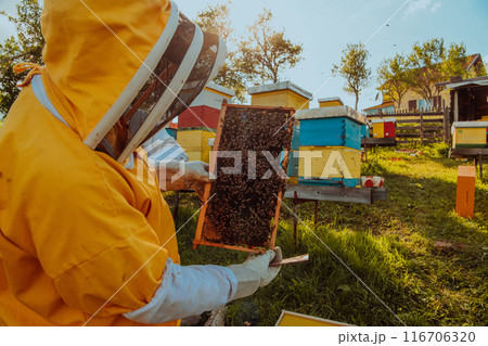 Beekeeper checking honey on the beehive frame in the field. Small business owner on apiary. Natural healthy food produceris working with bees and beehives on the apiary. 116706320