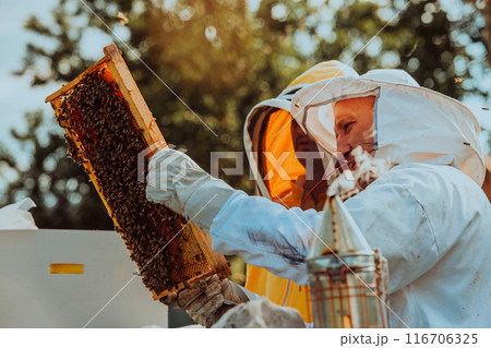 Beekeepers checking honey on the beehive frame in the field. Small business owners on apiary. Natural healthy food produceris working with bees and beehives on the apiary. 116706325