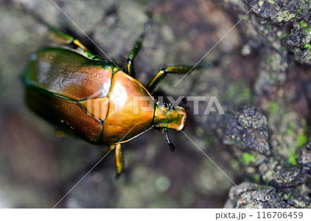 カナブン カナブン 116706459