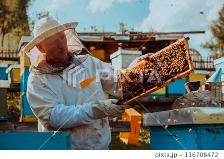 Beekeepers checking honey on the beehive frame in the field. Small business owners on apiary. Natural healthy food produceris working with bees and beehives on the apiary. 116706472