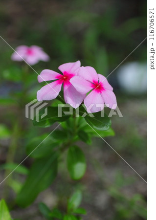 ピンクのニチニチソウの花 ピンクのニチニチソウの花 116706571