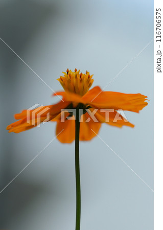 オレンジ色のキバナコスモスの花びら オレンジ色のキバナコスモスの花びら 116706575