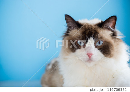 portrait of a beautiful young healthy Ragdoll cat portrait of a beautiful young healthy Ragdoll cat 116706582