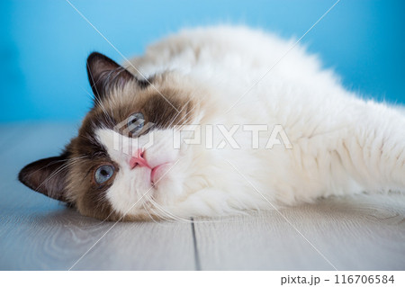 portrait of a beautiful young healthy Ragdoll cat 116706584