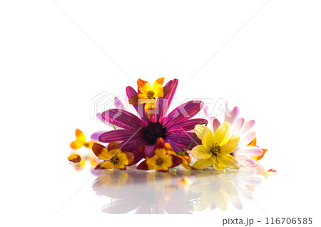 small bouquet of small multi-colored summer flowers small bouquet of small multi-colored summer flowers 116706585