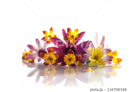 small bouquet of small multi-colored summer flowers 116706586