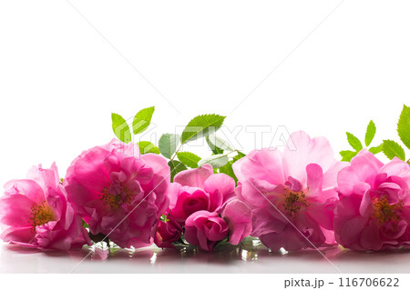 Beautiful pink rose on a white background 116706622