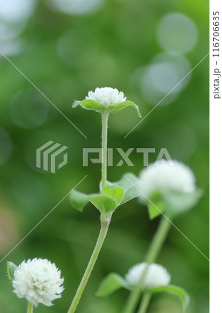 白いセンニチコウの花 116706635