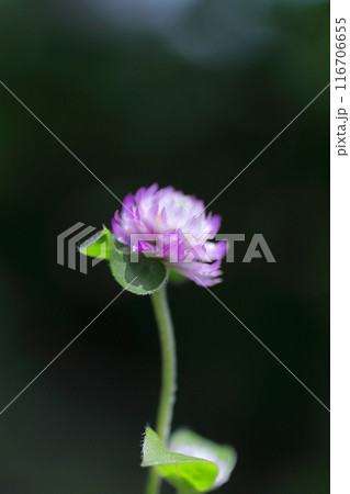 可憐なセンニチコウの花 可憐なセンニチコウの花 116706655
