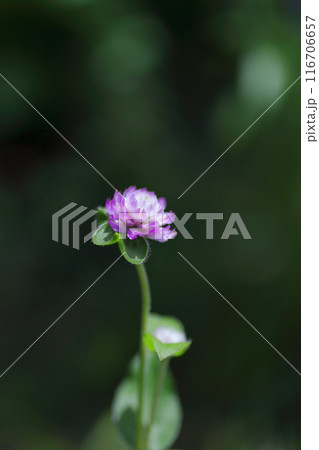 小さなセンニチコウの花 小さなセンニチコウの花 116706657