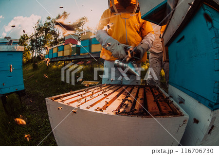 Beekeepers checking honey on the beehive frame in the field. Small business owners on apiary. Natural healthy food produceris working with bees and beehives on the apiary. 116706730