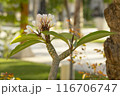 Close-Up Blooming Plumeria Flowers on Tree Branch 116706747