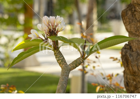 Close-Up Blooming Plumeria Flowers on Tree Branch 116706747