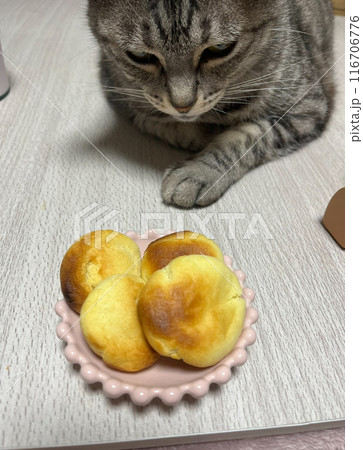 クッキーを狙う猫ちゃん 116706776