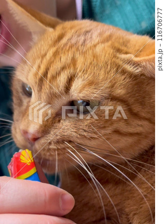 おやつを食べる猫ちゃん おやつを食べる猫ちゃん 116706777