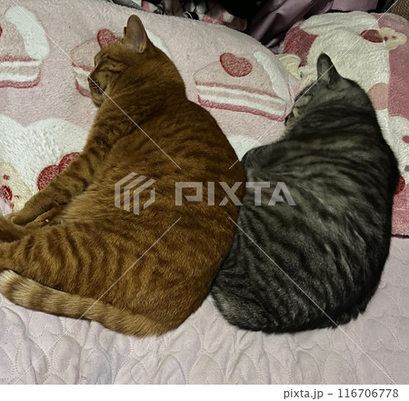 仲良しな猫ちゃん 116706778