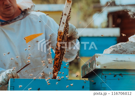 Beekeeper checking honey on the beehive frame in the field. Small business owner on apiary. Natural healthy food produceris working with bees and beehives on the apiary. Beekeeper checking honey on the beehive frame in the field. Small business owner on apiary. Natural healthy food produceris working with bees and beehives on the apiary. 116706812