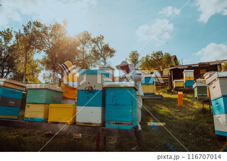 Beekeepers checking honey on the beehive frame in the field. Small business owners on apiary. Natural healthy food produceris working with bees and beehives on the apiary. 116707014