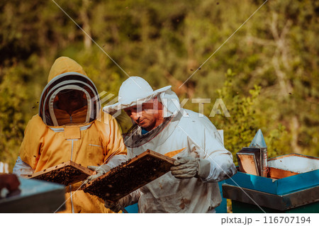 Beekeepers checking honey on the beehive frame in the field. Small business owners on apiary. Natural healthy food produceris working with bees and beehives on the apiary. 116707194