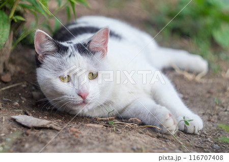A funny black and white cat will look with interest somewhere lying on the ground in the floor of a position with the possibility of a quick rush to the prey. Wild animals rest after a hearty meal 116707408