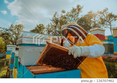Beekeeper checking honey on the beehive frame in the field. Small business owner on apiary. Natural healthy food produceris working with bees and beehives on the apiary. 116707462