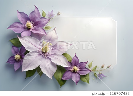 branch of climbing beautiful Clematis flowers, clean empty space for text 116707482