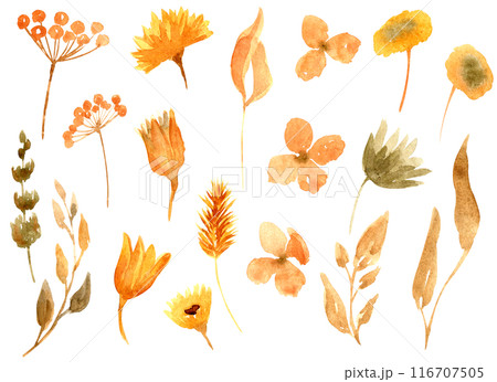 Autumn dried flowers collection isolated on white background. Fall leaves bundle. Hand drawn floral clipart. Perfect for packaging, greeting cards, holiday cards, invitations, stationery. 116707505