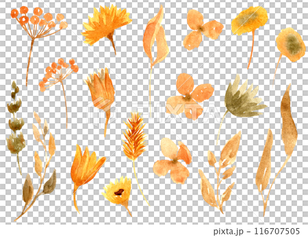 Autumn dried flowers collection isolated on white background. Fall leaves bundle. Hand drawn floral clipart. Perfect for packaging, greeting cards, holiday cards, invitations, stationery. 116707505