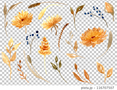 Autumn dried flowers collection isolated on white background. Fall leaves bundle. Hand drawn floral clipart. Perfect for packaging, greeting cards, holiday cards, invitations, stationery. Autumn dried flowers collection isolated on white background. Fall leaves bundle. Hand drawn floral clipart. Perfect for packaging, greeting cards, holiday cards, invitations, stationery. 116707507
