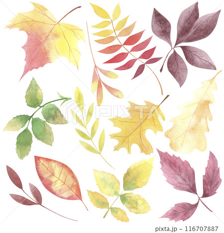 Watercolor hand drawn autumn leaves clipart. Fall clipart. Set of fallen leaves isolated on white background. Red leaf, yellow leaf. Foliage illustration. Maple, oak, rose hip leaves. 116707887